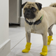 Harley, a three-year-old Pug, getting ready for his duties as a therapy dog at a hospital in Mexico this past May.